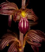 Corallorhiza striata - Striped Coralroot 18-8970a